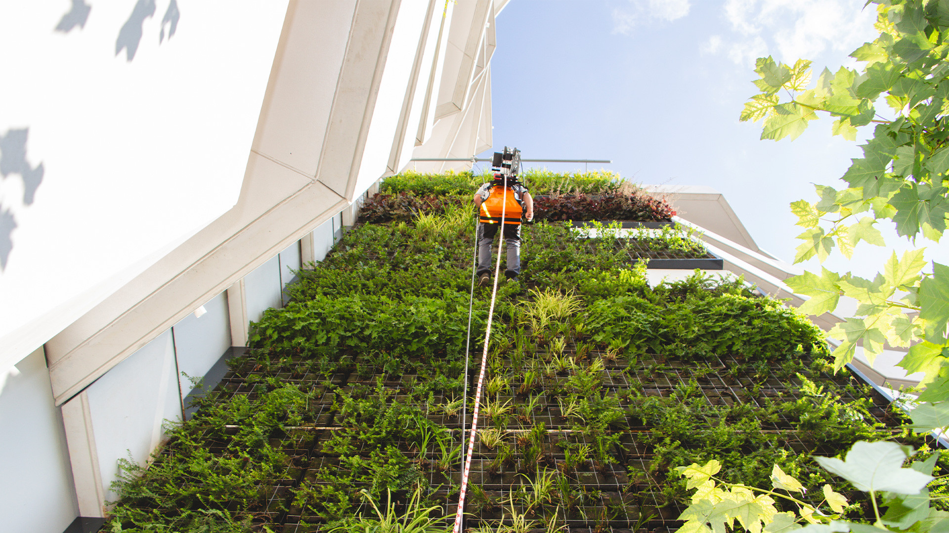 RopeClimber su muro vegetale